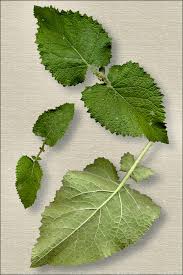 Attēlu rezultāti vaicājumam “Salvia verticillata”