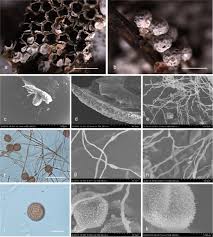 Attēlu rezultāti vaicājumam “Diderma chondrioderma sessile”