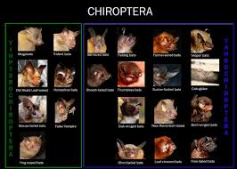 Attēlu rezultāti vaicājumam “Chiroptera”