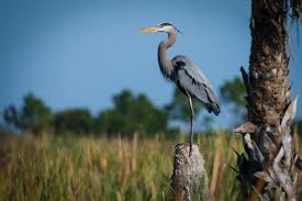 Image result for heron