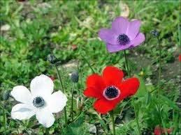 Image result for Anemonenarten
