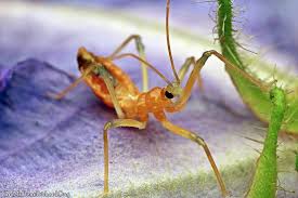 Attēlu rezultāti vaicājumam “Rhynocoris annulatus nymph”