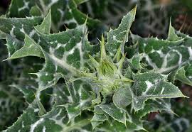 Image result for Silybum marianum