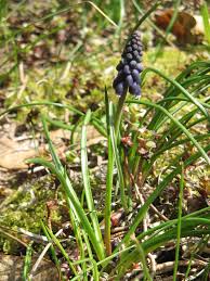 Attēlu rezultāti vaicājumam “Muscari neglectum”