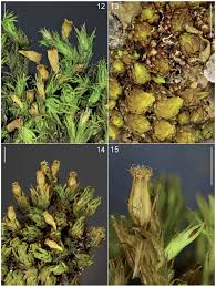 Attēlu rezultāti vaicājumam “Orthotrichum diaphanum sporophyte”