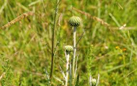 Attēlu rezultāti vaicājumam “Cirsium x rigens flower”
