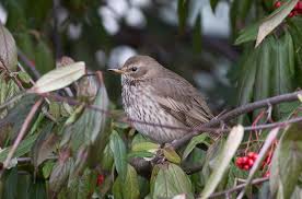 Image result for Turdus ruficollis