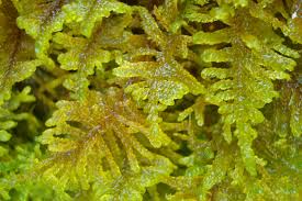 Attēlu rezultāti vaicājumam “Palustriella”