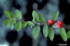 Attēlu rezultāti vaicājumam “Lonicera tatarica bud”