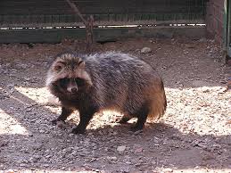 Attēlu rezultāti vaicājumam “Nyctereutes procyonoides”