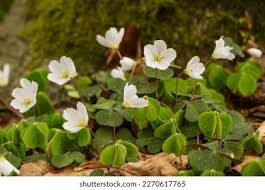 Attēlu rezultāti vaicājumam “Oxalis acetosella leaf”