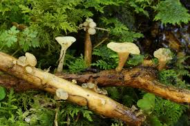 Attēlu rezultāti vaicājumam “Cudoniella clavus”