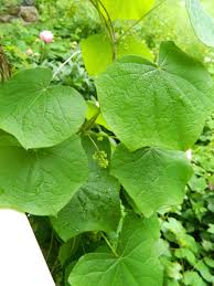 Attēlu rezultāti vaicājumam “Menispermum dauricum leaf”