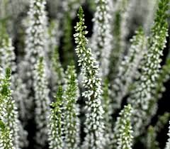 Attēlu rezultāti vaicājumam “Calluna vulgaris bud”