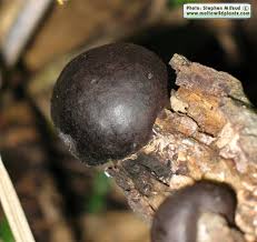 Attēlu rezultāti vaicājumam “Daldinia concentrica”