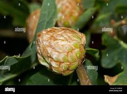 Attēlu rezultāti vaicājumam “Andricus foecundatrix”