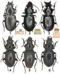 Attēlu rezultāti vaicājumam “Pterostichus sp.”