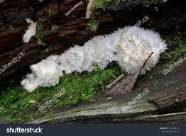 Attēlu rezultāti vaicājumam “Postia ptychogaster”