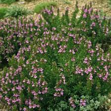 Image result for Satureja hortensis