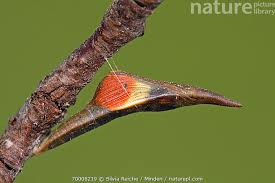 Attēlu rezultāti vaicājumam “Anthocharis cardamines”