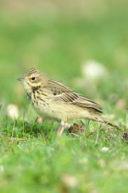 Attēlu rezultāti vaicājumam “Anthus trivialis adult”
