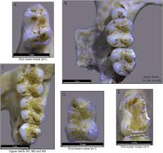 Attēlu rezultāti vaicājumam “Sicista betulina”