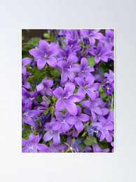 Attēlu rezultāti vaicājumam “Campanula patula flower”