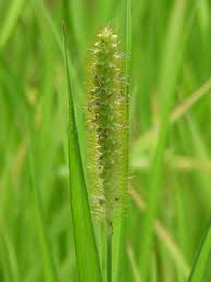Attēlu rezultāti vaicājumam “Setaria glauca”