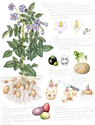 Attēlu rezultāti vaicājumam “Solanum tuberosum flower”