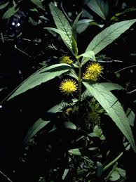 Attēlu rezultāti vaicājumam “Lysimachia thyrsiflora”