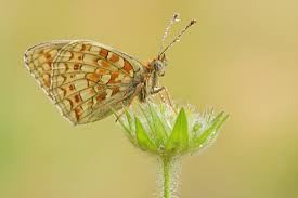 Attēlu rezultāti vaicājumam “Argynnis niobe underside”