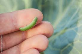Attēlu rezultāti vaicājumam “Pieris rapae larva”