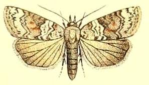 Attēlu rezultāti vaicājumam “Nycteola sp.”