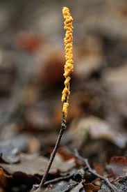 Attēlu rezultāti vaicājumam “Leocarpus sp.”