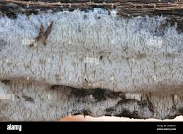 Attēlu rezultāti vaicājumam “Trechispora mollusca”