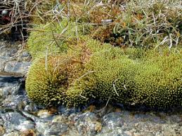 Attēlu rezultāti vaicājumam “Bryum schleicheri”