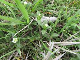 Attēlu rezultāti vaicājumam “Cerastium sylvaticum”