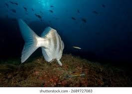 Image result for Diplodus cervinus
