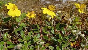 Attēlu rezultāti vaicājumam “Helianthemum nummularium fruit”