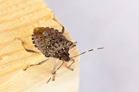 Attēlu rezultāti vaicājumam “Badhamia bethelii stalked”