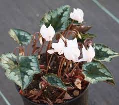 Attēlu rezultāti vaicājumam “Cyclamen hederifolium”