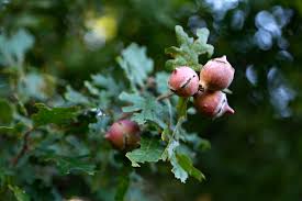 Attēlu rezultāti vaicājumam “Biorhiza pallida”