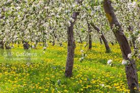 Attēlu rezultāti vaicājumam “Malus domestica flower”
