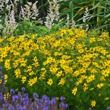 Image result for Coreopsis