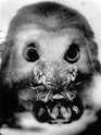 GERHARD LANG - Palaeanthropical Physiognomy - Identikit Photographs