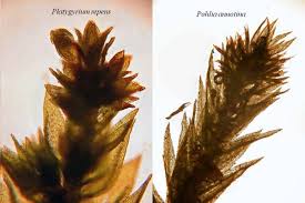 Attēlu rezultāti vaicājumam “Pohlia annotina”