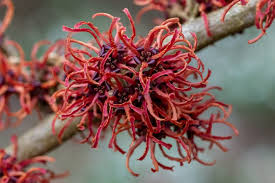 Attēlu rezultāti vaicājumam “Hamamelis japonica”