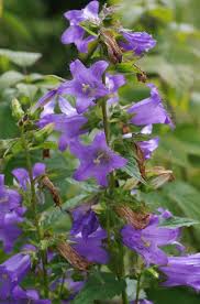 Image result for Campanula trachelium
