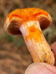 Attēlu rezultāti vaicājumam “Lactarius deliciosus”