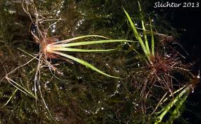 Attēlu rezultāti vaicājumam “Isoetes echinospora leaf”